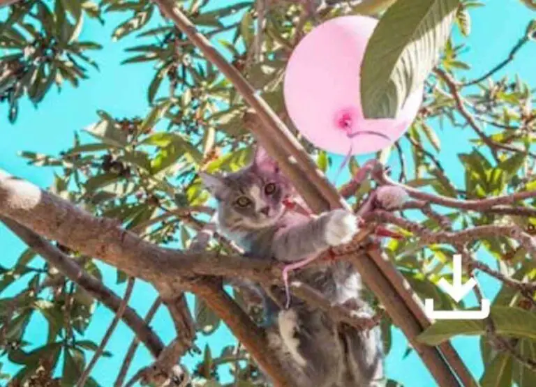 10 Reasons Why Cats Are Afraid Of Balloons
