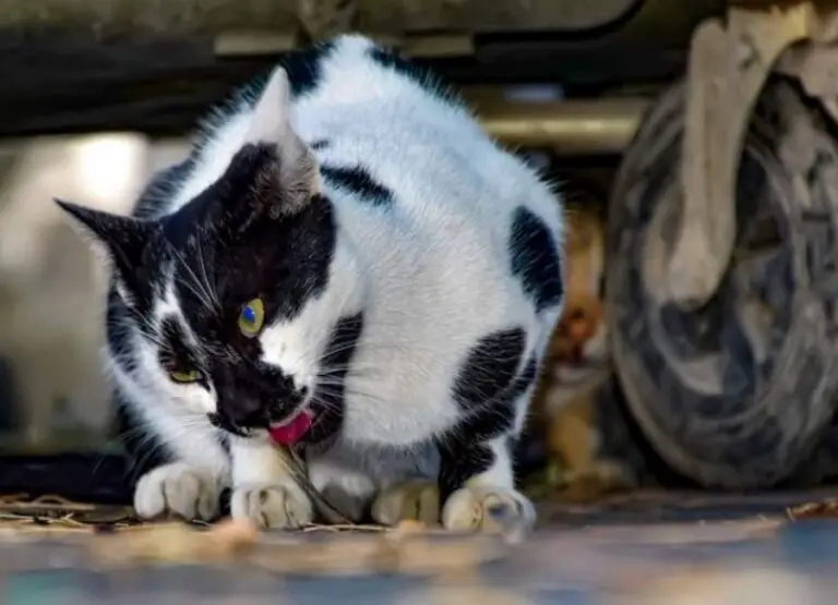 12 Potential Reasons Why Cats Throw Up With Tips