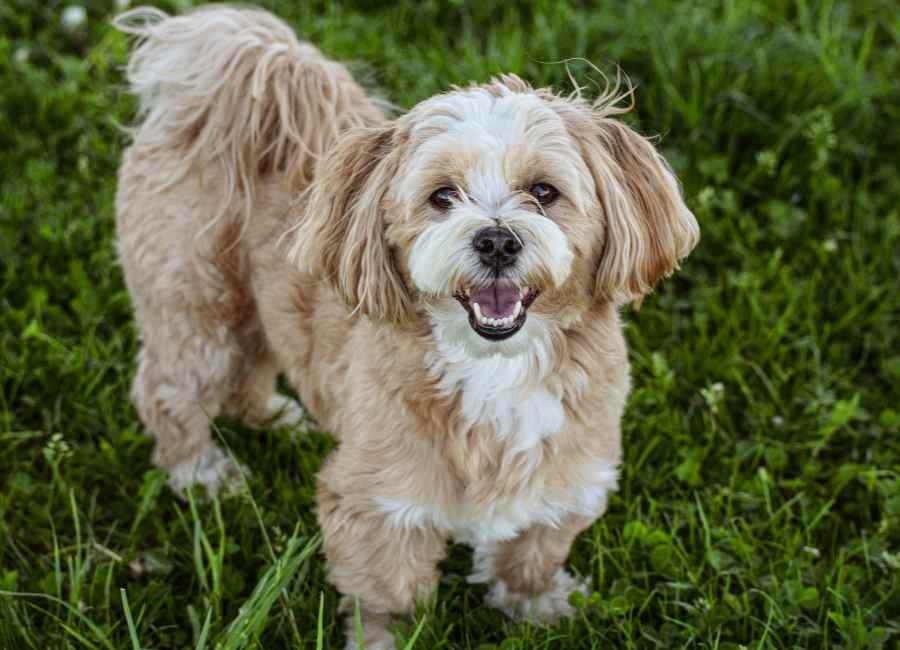 Zerbino Personalizzato Lhasa Apso Con Scritta Divertente - Tappeto Antiscivolo 45x70cm Con Frasi In Inglese Per Cani