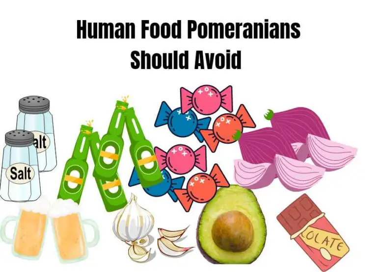 13 Common Foods Pomeranians Should Avoid