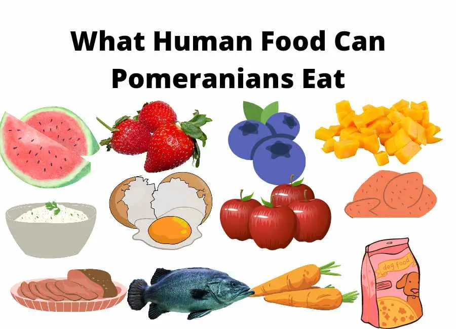 Human Food Pomeranians Can Eat