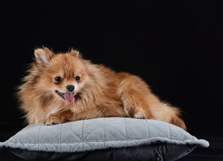 Tips For Leaving A Pomeranian Alone