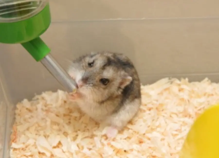 Making hamster drink water