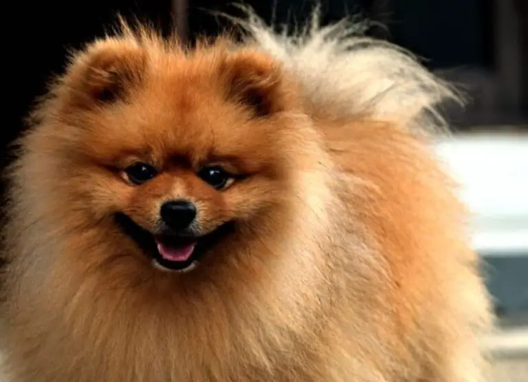 9 Common Pomeranian Behavior Issues & Tips