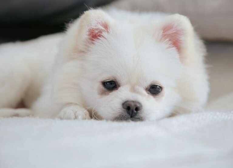 Signs Of Pomeranian Dying Explained