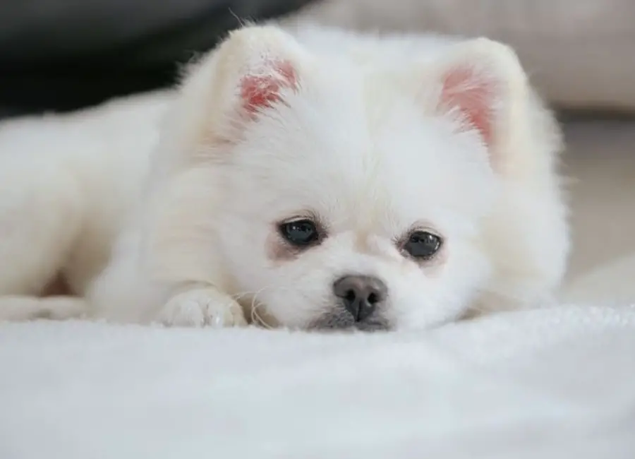Signs Of Pomeranian Dying
