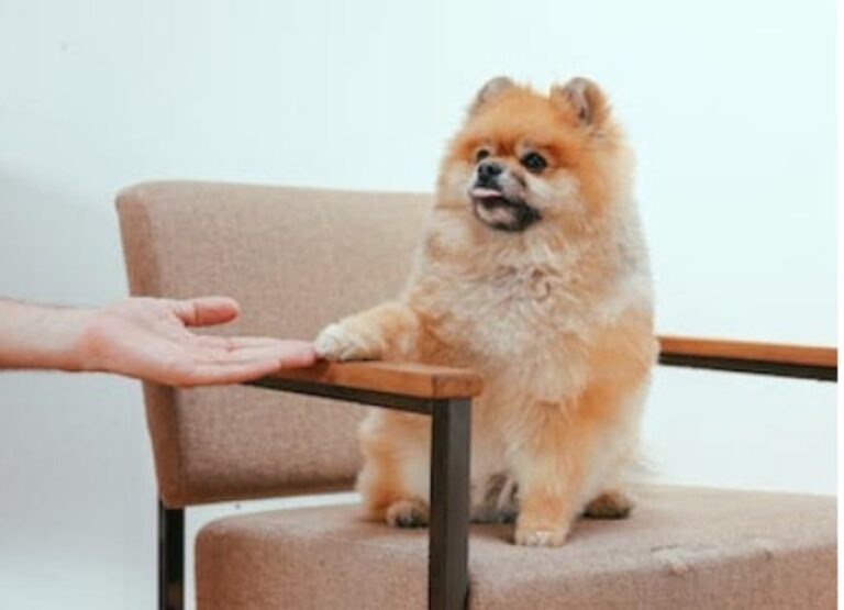 9 Tips For Disciplining Pomeranian