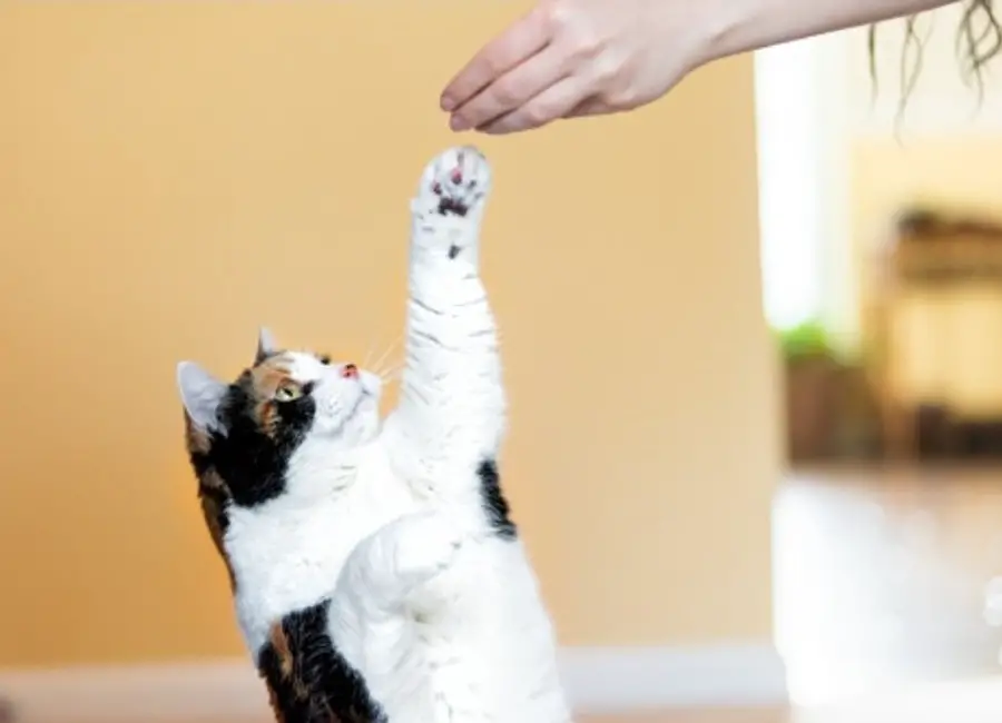 Ways To Discipline a Cat