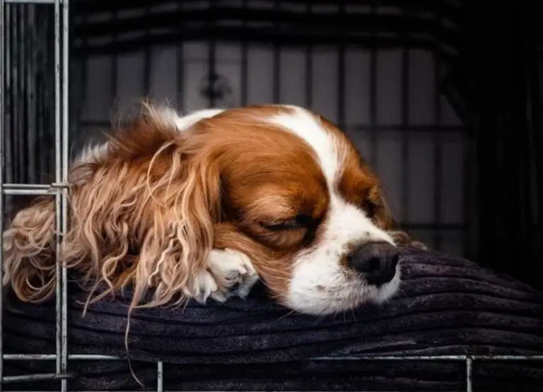 10 Tips On Ways To Stop Puppy Crying In Crate
