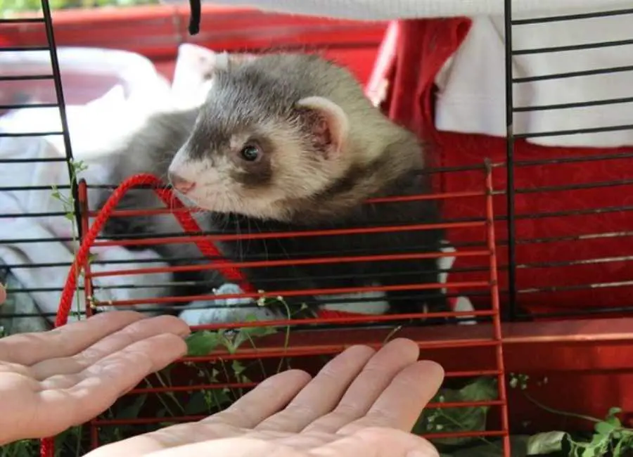 Why Ferrets Bite