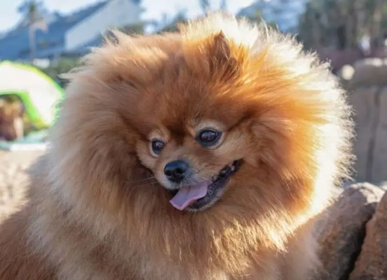 Why Is My Pomeranian Aggressive [Explained]