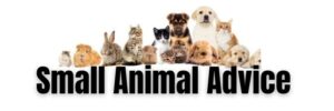 Thumbnail for Hamster Stress And Anxiety Prevention And Treatment