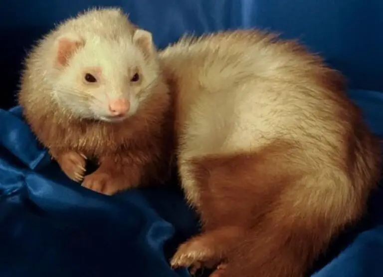 Are Ferrets Dangerous [Things To Know]