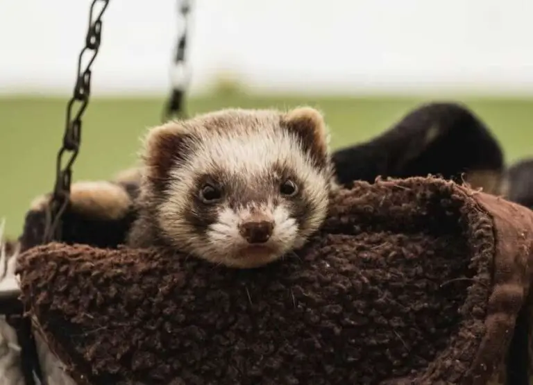 Are Ferrets Easy To Take Care Of [Care Tips]