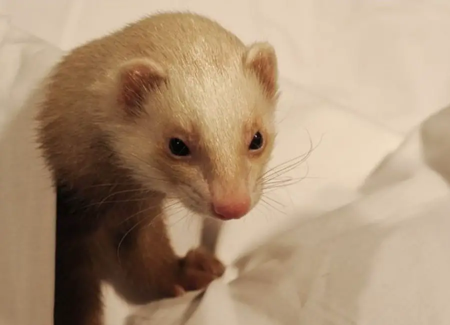 Are Ferrets Good Pets