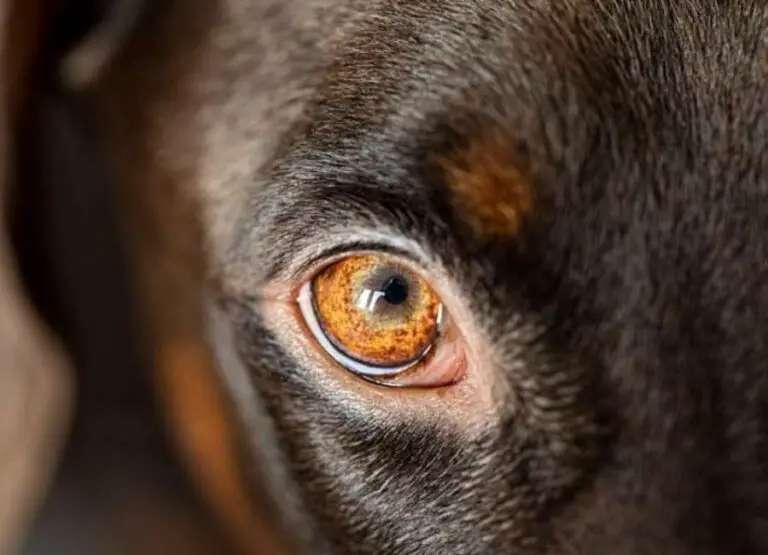 9 Common Dog Eye Problems [Signs & More]