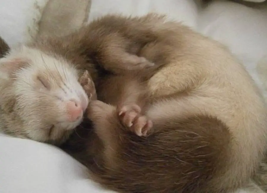 Ferret Cold Symptoms