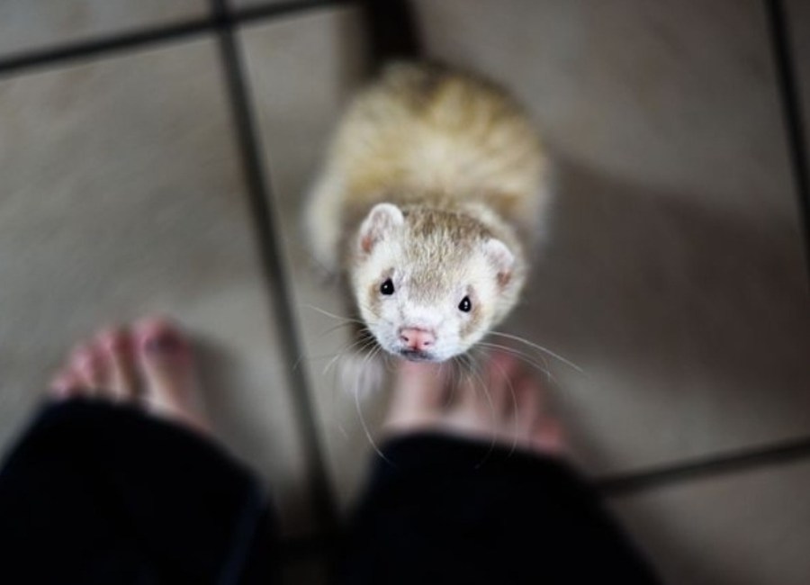 How Do I Know If My Ferret Is In Pain