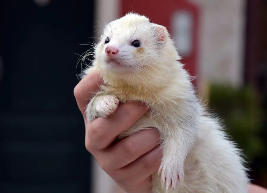 How To Comfort A Dying Ferret