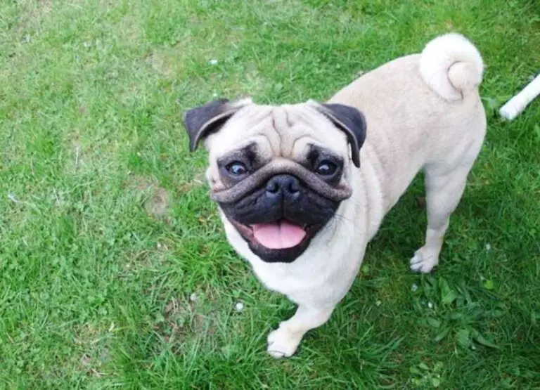 Tips on How to Get Pug to Stop Barking