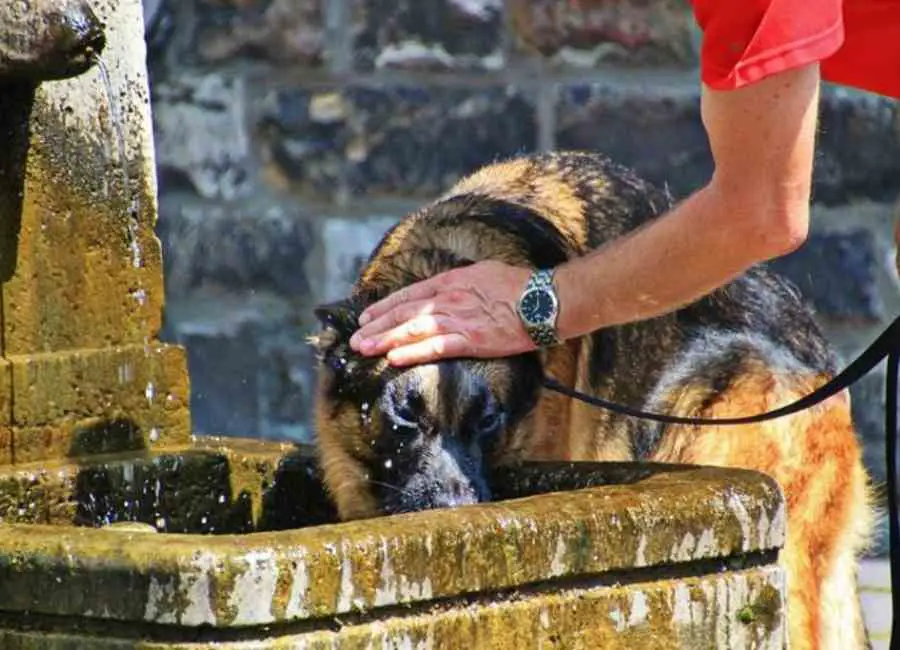 How To Keep a Dog Cool in Hot Weather