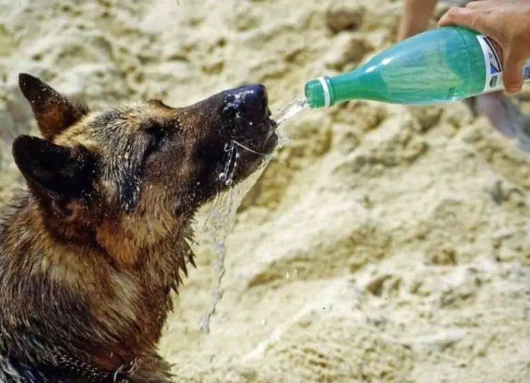 How To Keep a Dog Hydrated [12 Hints]