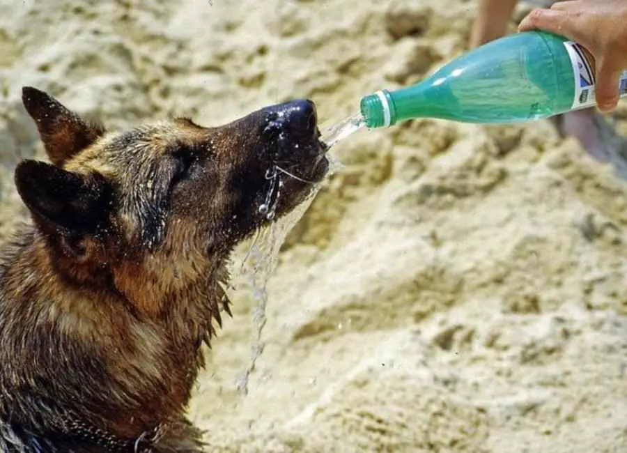How To Keep a Dog Hydrated
