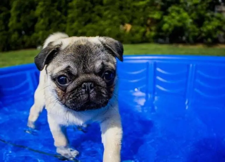 Common Pug Swimming Tips