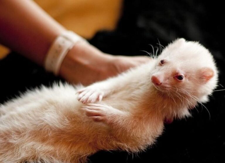 9 Most Common Signs A Ferret Is Dying With Tips