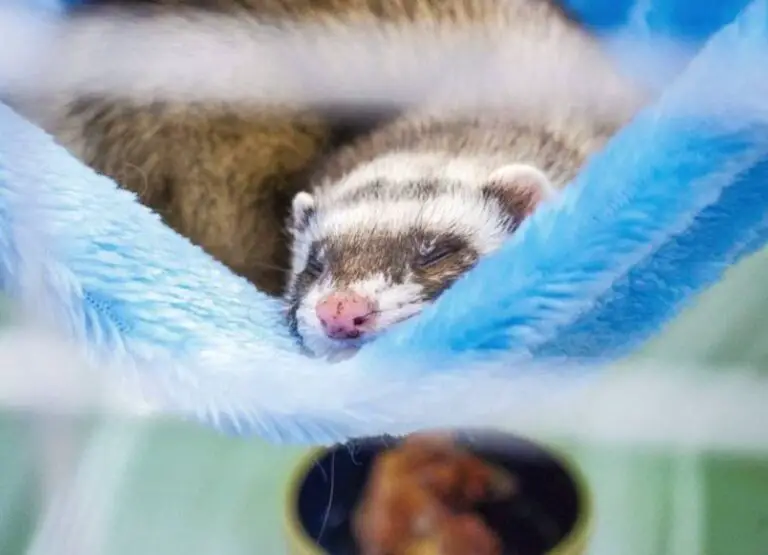 9 Signs Of Old Age In Ferrets