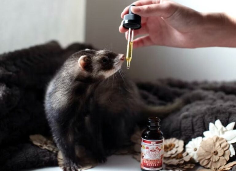 10 Signs Of Poisoning In Ferrets & Tips