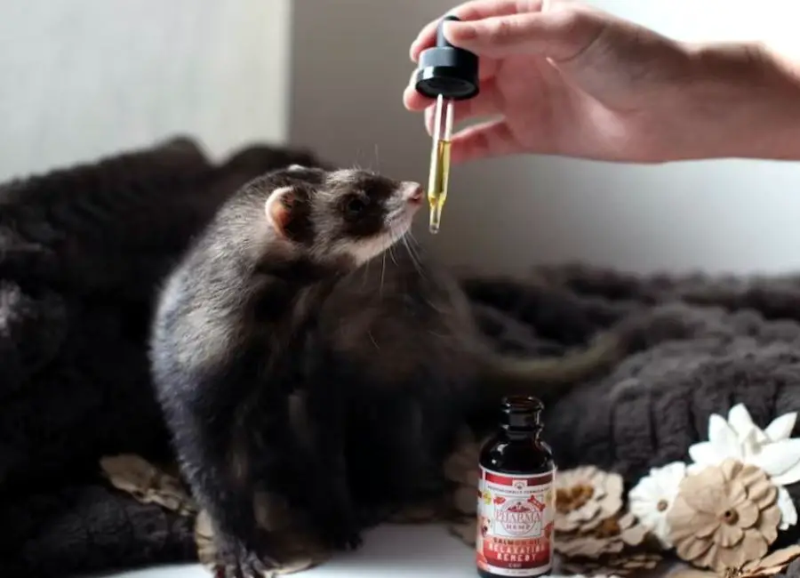 Signs Of Poisoning In Ferrets