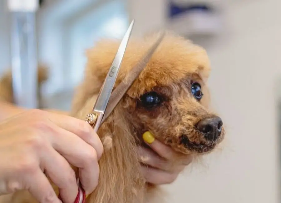 The Benefits Of Regular Grooming For Dogs