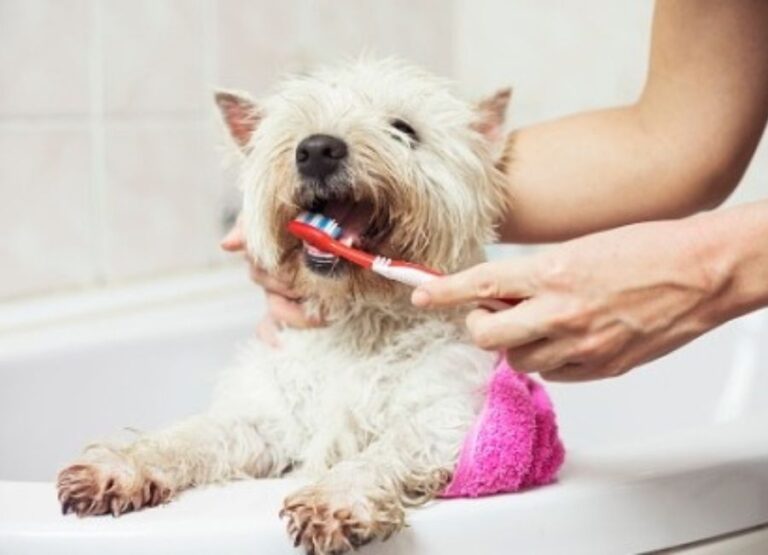 10 Importance Of Dental Care For Dogs