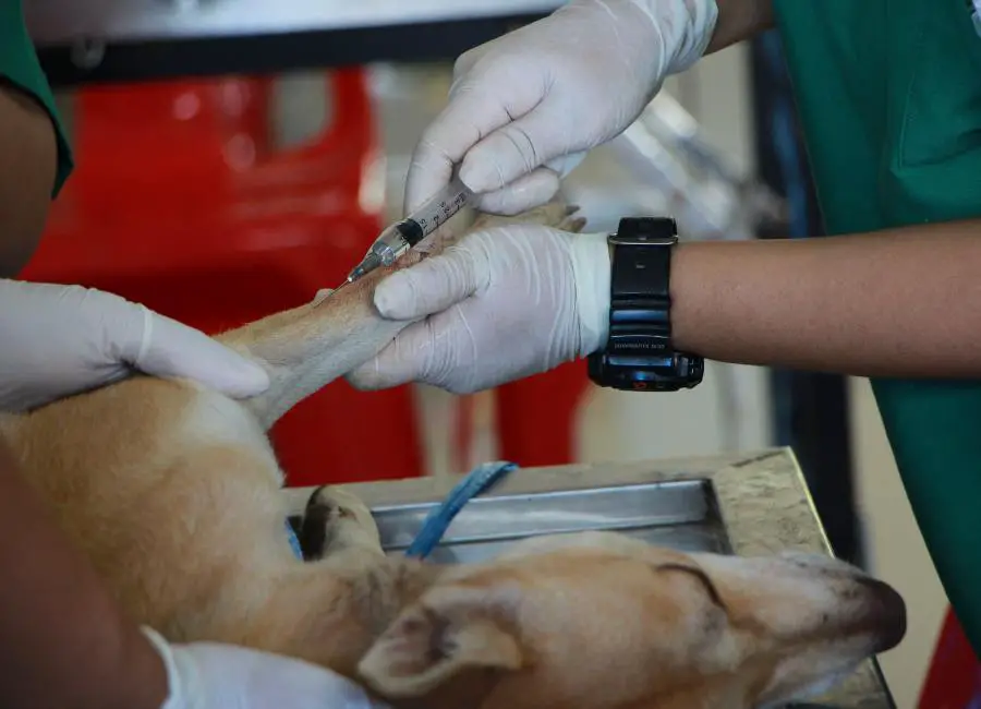 The Importance Of Vaccinations For Dogs
