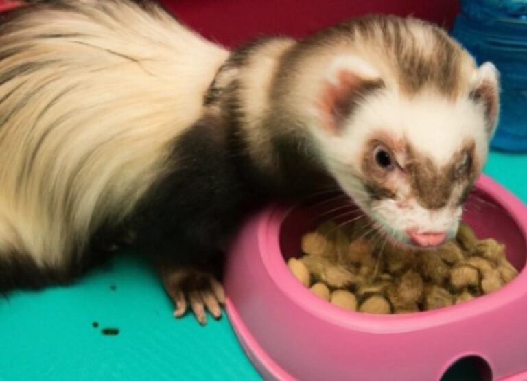 What Ferrets Can And Can’t Eat [Helpful Tips]