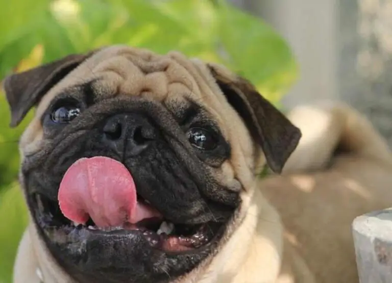 Why Does My Pug Lick Me So Much [Answered]