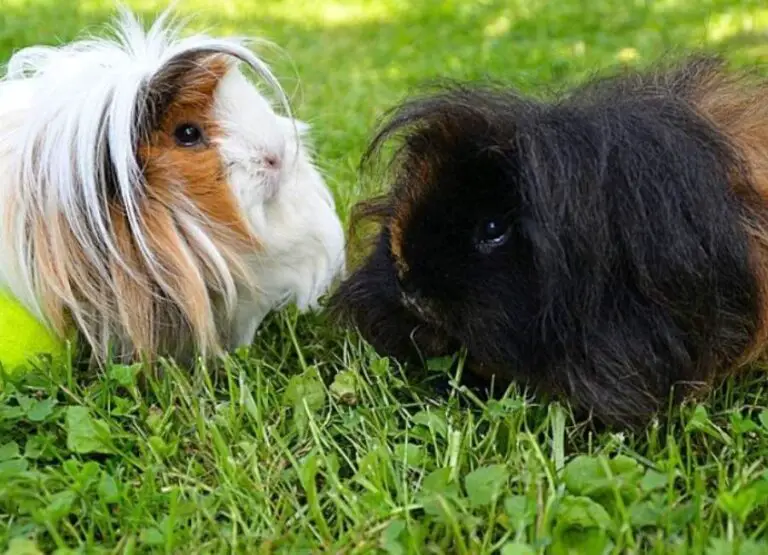 Are Guinea Pigs Territorial [Answered]
