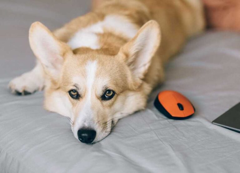 Corgi Separation Anxiety [Signs & Tips]