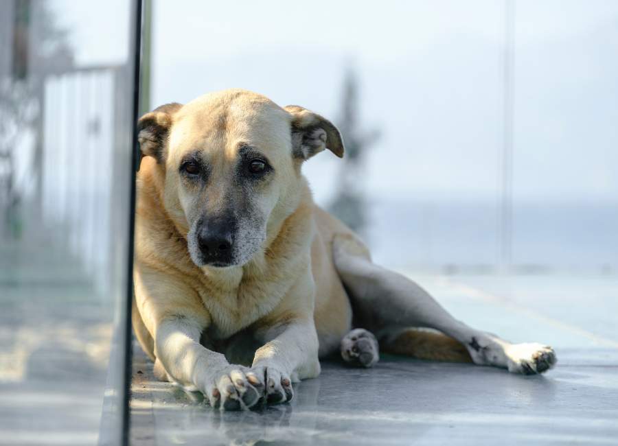 Dog Pooping In House When Left Alone