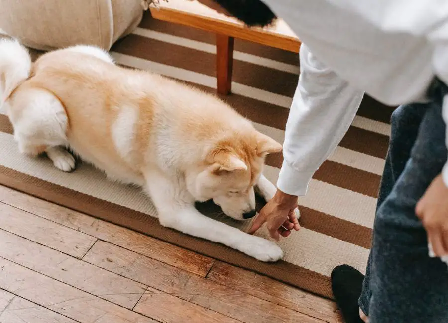 Dog Tears Up Carpet When Left Alone