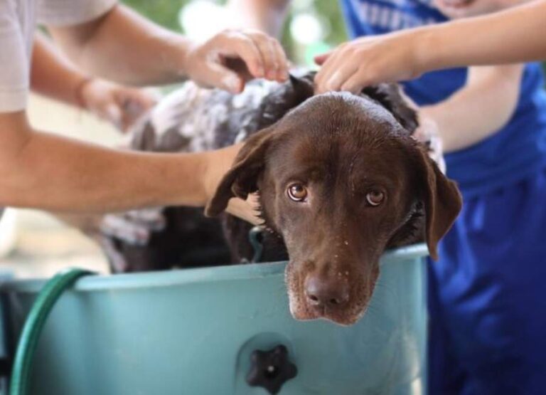Tips For Bathing Your Dog Explained
