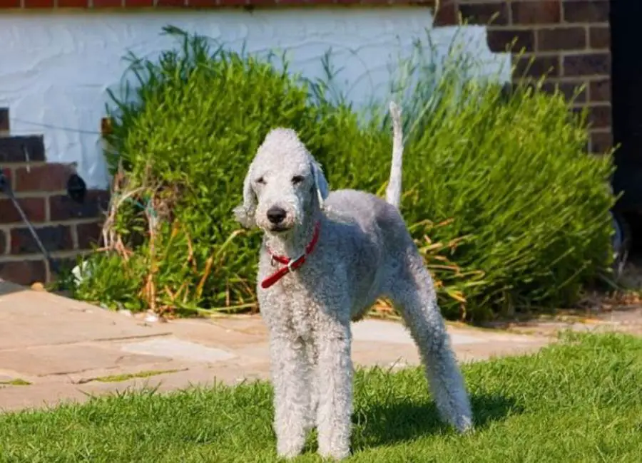 Bedlington Terrier