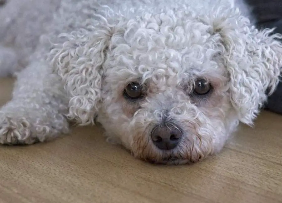 Bichon Frisé Health Problems