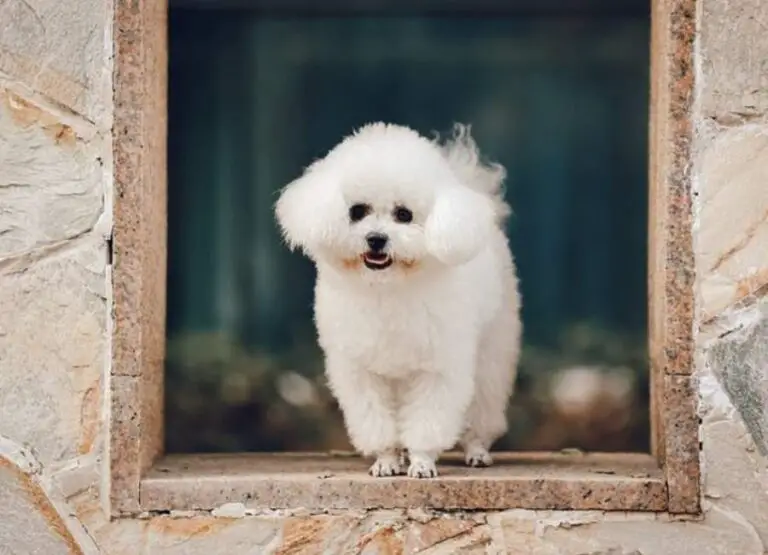 17 Top Bichon Frisé Pros And Cons