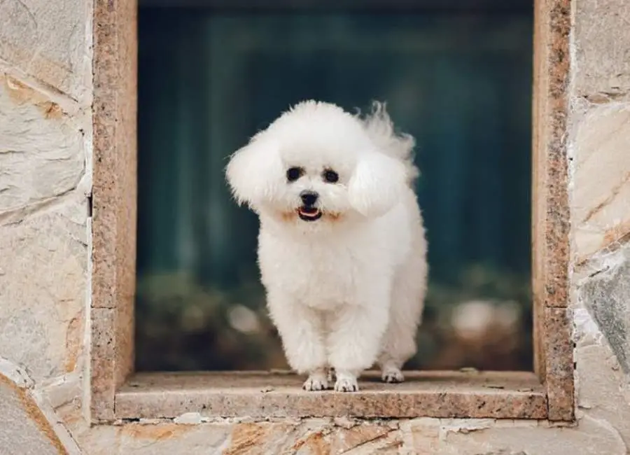 Bichon Frisé Pros And Cons