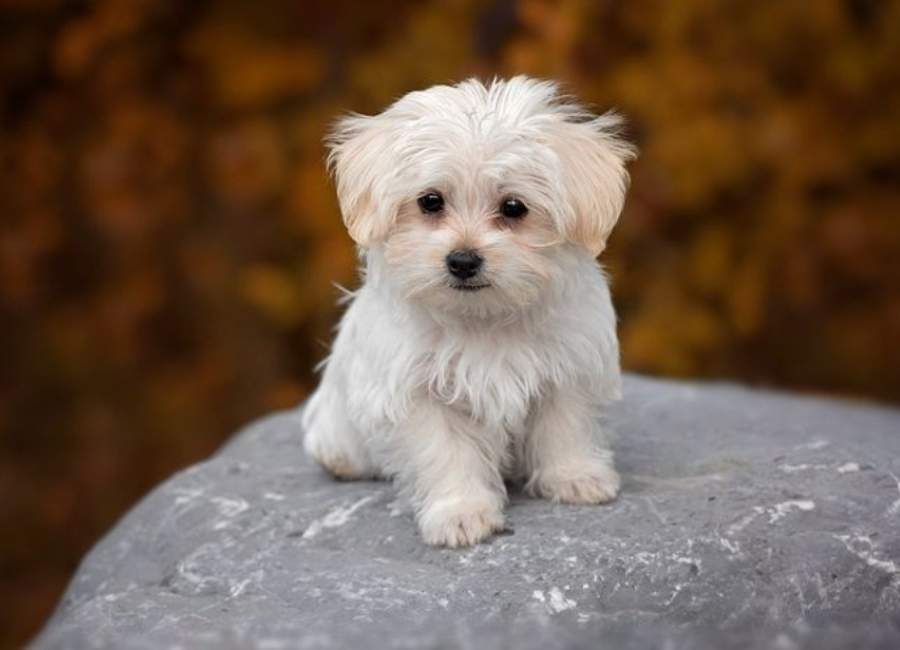 Bichon Frisé Separation Anxiety