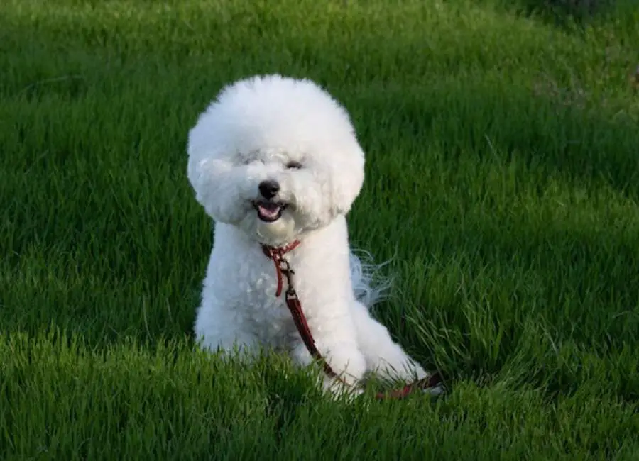 Bichon Frisé