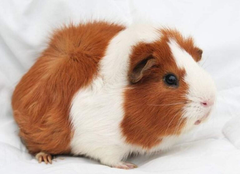 Can Guinea Pigs Make You Sick [Explained]