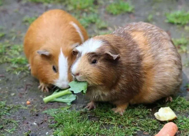 Can Two Male Guinea Pigs Be In The Same Cage